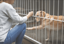 october-is-adopt-a-shelter-dog-month-–-a-guide-to-awareness-&-saving-lives