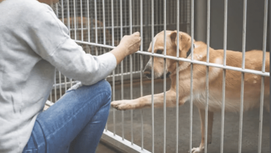 october-is-adopt-a-shelter-dog-month-–-a-guide-to-awareness-&-saving-lives